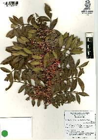 Schinus terebinthifolia image