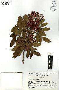 Schinus terebinthifolia image