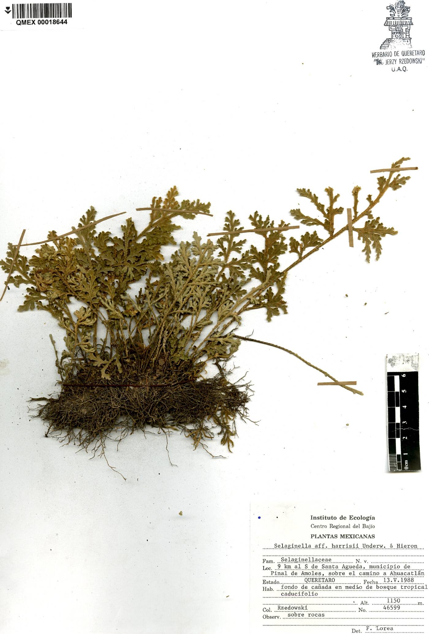 Selaginella harrisii image