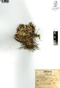 Selaginella lepidophylla image