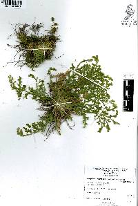 Selaginella lepidophylla image