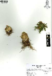 Selaginella lepidophylla image