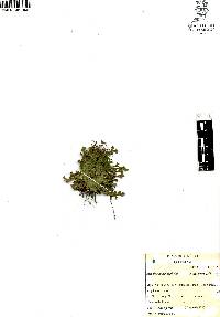 Selaginella lepidophylla image