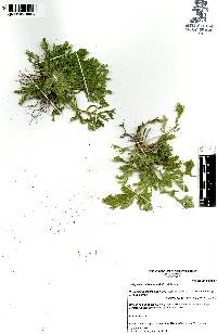 Selaginella pallescens image