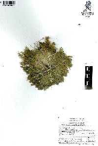 Selaginella pilifera image