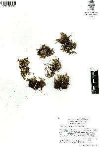 Selaginella wrightii image