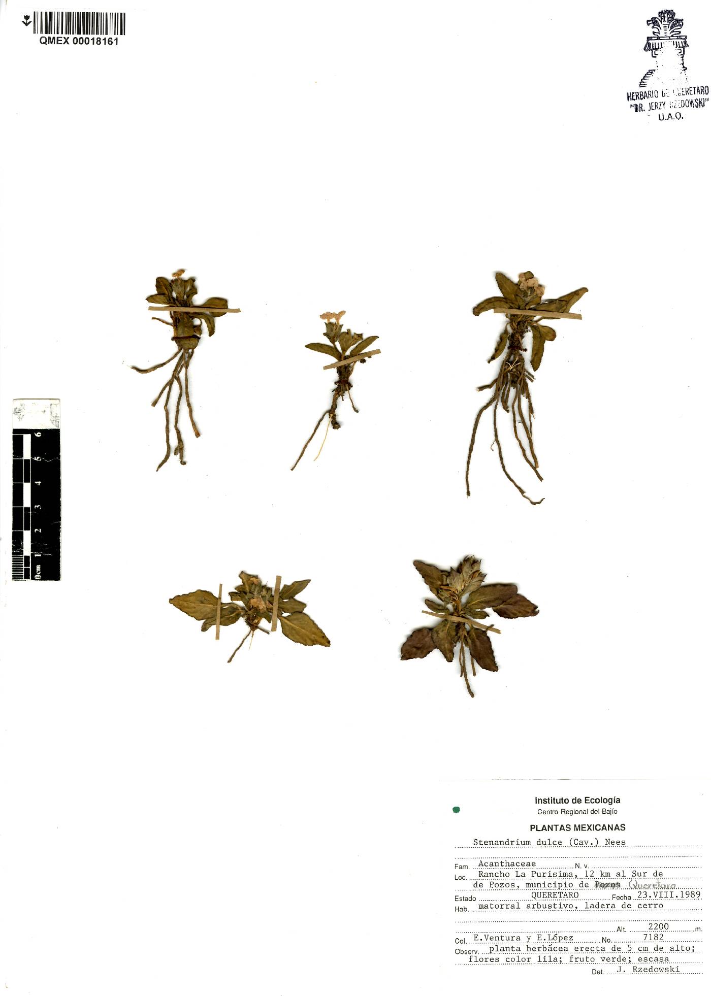 Stenandrium dulce image
