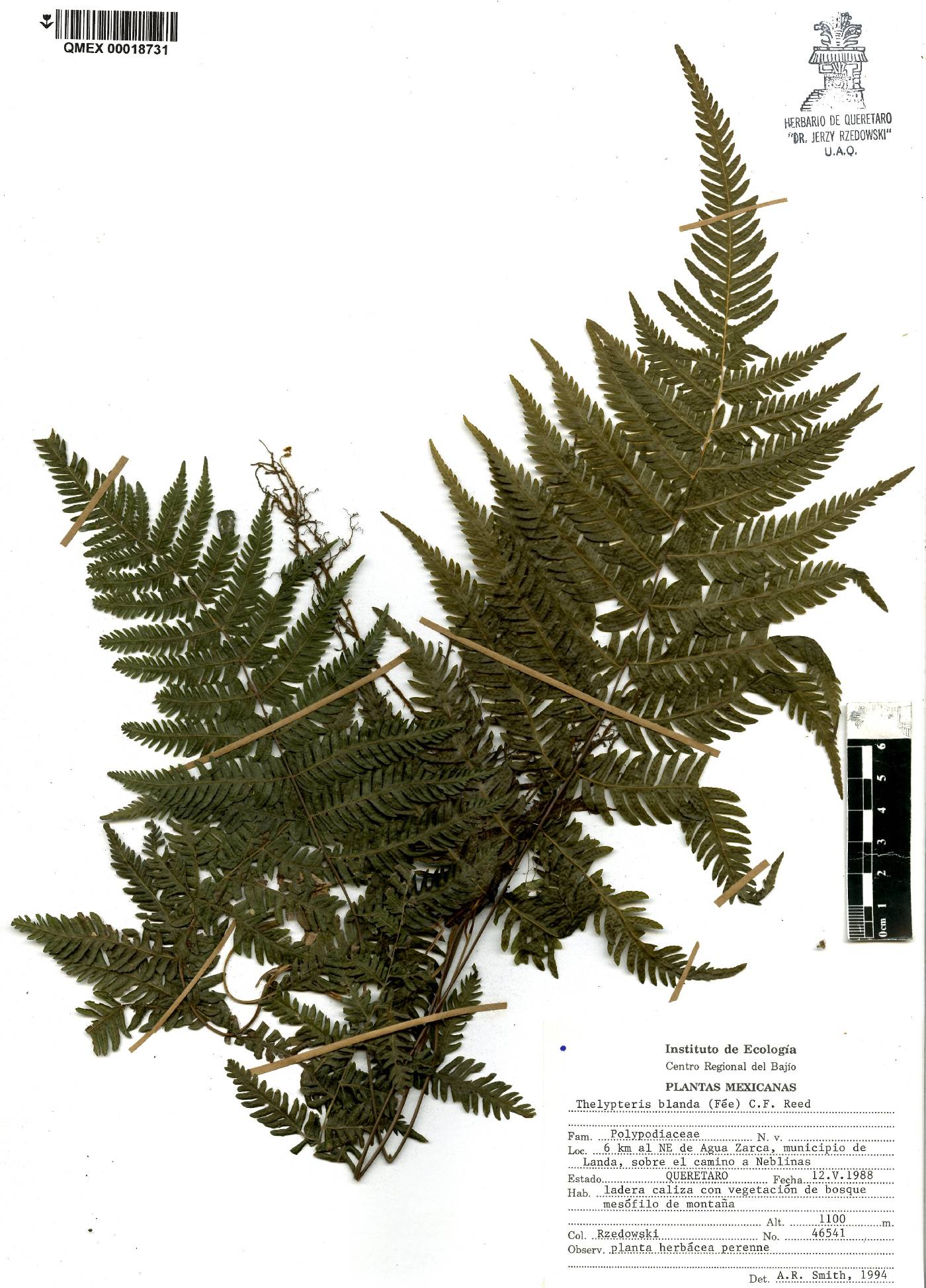 Thelypteris blanda image