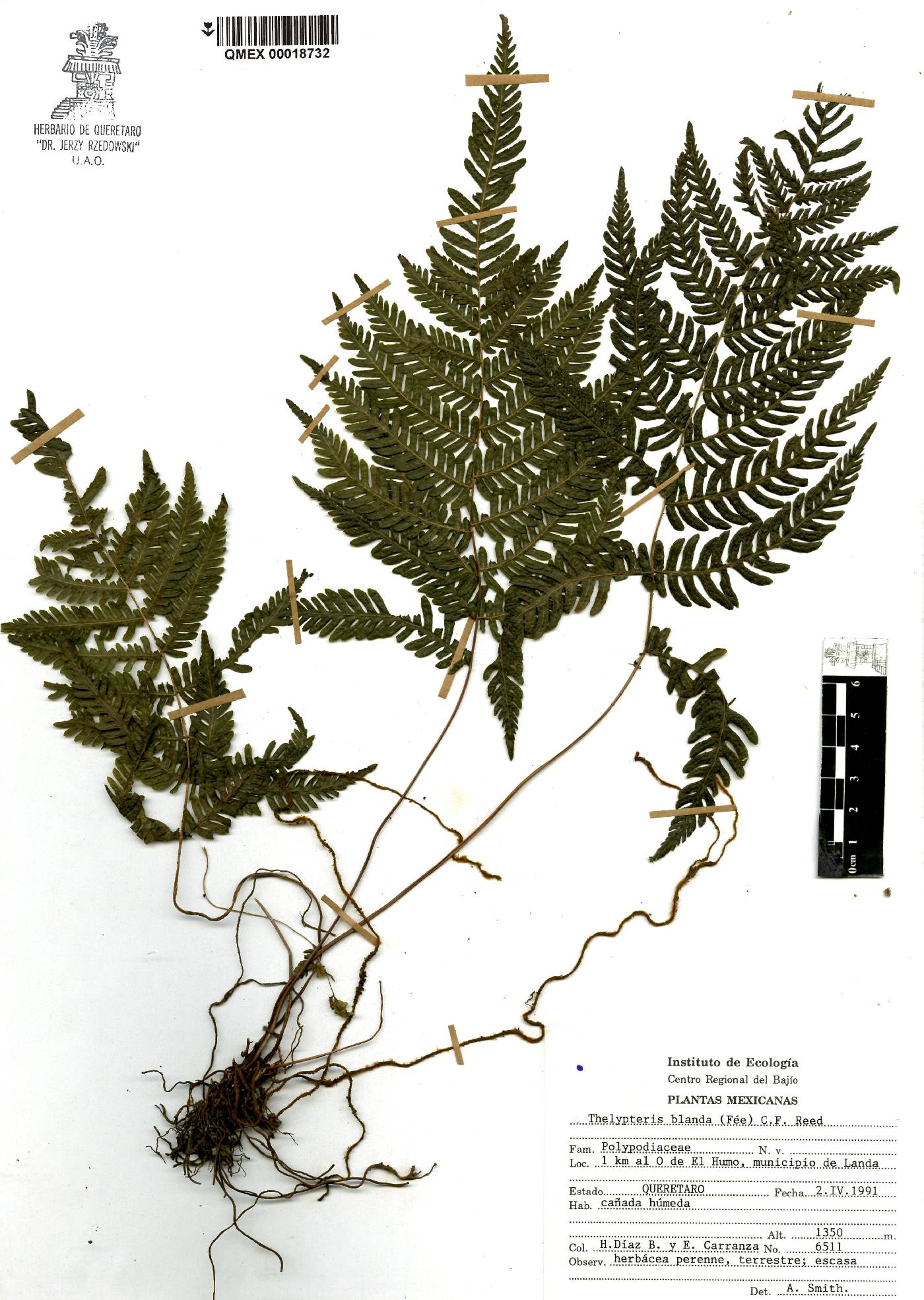 Thelypteris blanda image