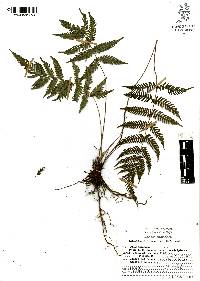 Thelypteris blanda image