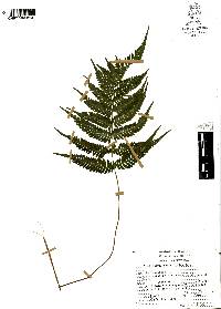 Thelypteris blanda image