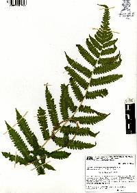 Thelypteris dentata image