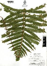 Thelypteris kunthii image