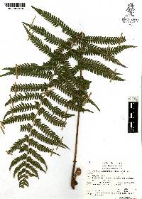 Thelypteris oligocarpa image