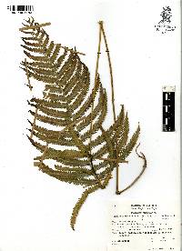 Thelypteris ovata image