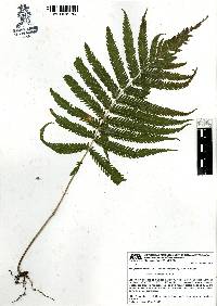 Thelypteris ovata image