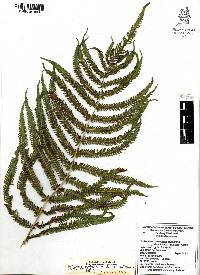 Thelypteris ovata image