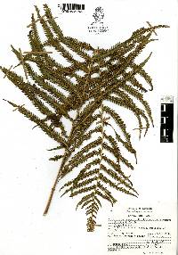 Thelypteris ovata image