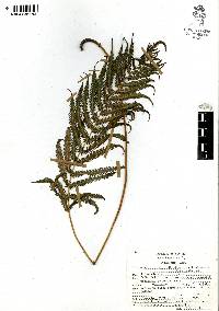 Thelypteris ovata image