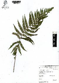 Thelypteris patens image