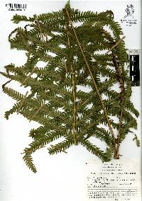 Thelypteris patens image