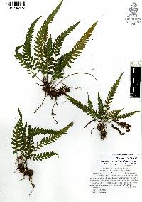 Thelypteris pilosa image