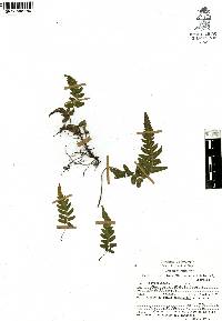 Thelypteris pilosa image