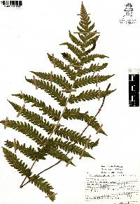 Thelypteris pilosa image