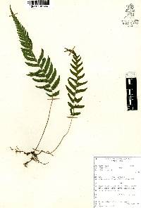 Thelypteris pilosa image