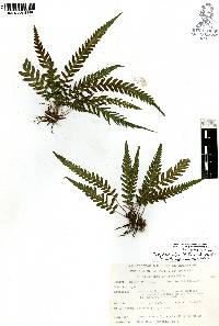 Thelypteris pilosa image