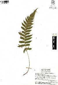 Thelypteris pilosa image