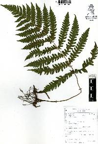 Thelypteris pilosa image