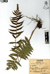 Thelypteris pilosula image