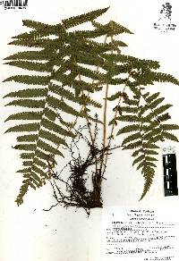 Thelypteris pilosula image