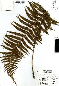 Thelypteris pilosula image