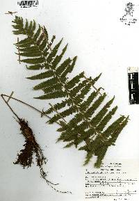 Thelypteris pilosula image