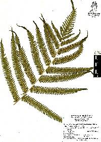 Thelypteris puberula image