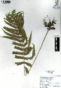 Thelypteris puberula image