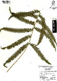 Thelypteris puberula image