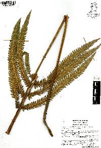 Thelypteris puberula image