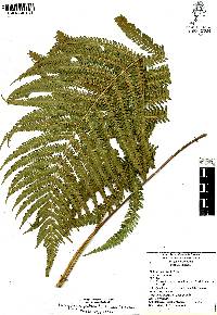 Thelypteris puberula image