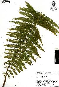 Thelypteris resinifera image