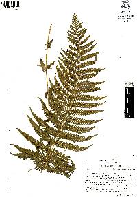 Thelypteris resinifera image