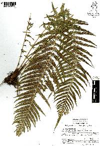 Thelypteris resinifera image