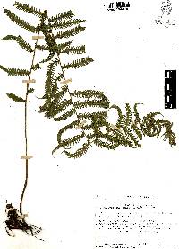 Thelypteris rudis image