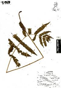 Thelypteris tetragona image