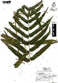 Thelypteris tetragona image