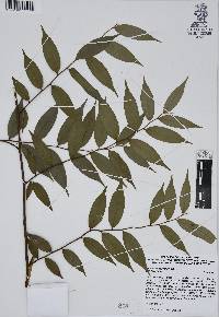 Xylopia frutescens image