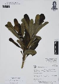 Cascabela ovata image