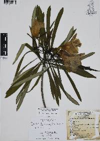 Cascabela thevetioides image